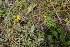 Rudbeckia texana