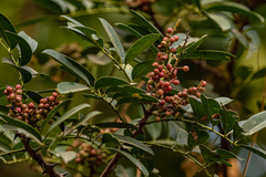 Zanthoxylum zanthoxyloides