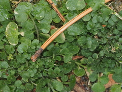 Cardamine hirsuta