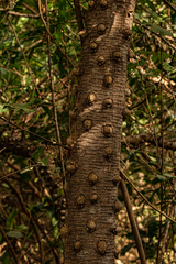 Zanthoxylum zanthoxyloides