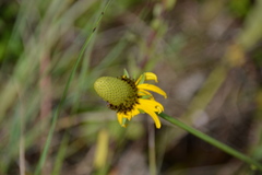Rudbeckia texana