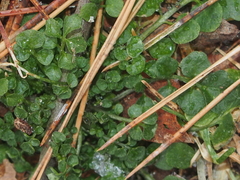 Cardamine hirsuta
