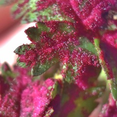 Synchytrium papillatum