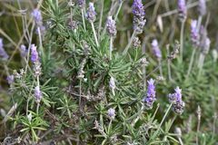 Lavandula dentata