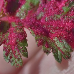 Synchytrium papillatum