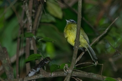 Pogonotriccus eximius