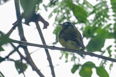 Pogonotriccus eximius