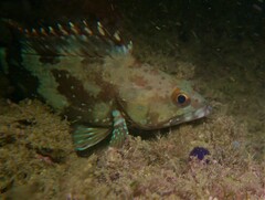 Epinephelus labriformis
