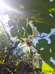 Passiflora morifolia