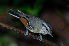 Rufous-Winged Antwren photo 4
