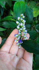 Dichorisandra hexandra