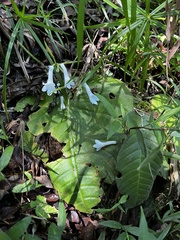 Streptocarpus wilmsii
