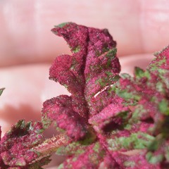 Synchytrium papillatum