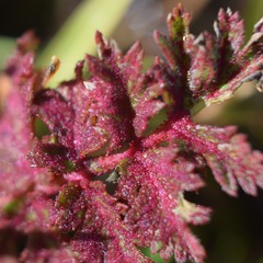 Synchytrium papillatum