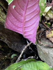 Streptocarpus wilmsii