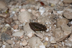 Chalcorana parvaccola