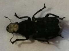 Platyrhinus resinosus