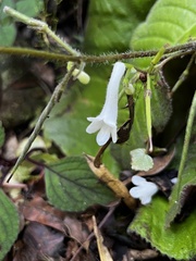 Streptocarpus wilmsii
