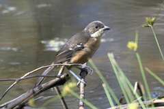 Laniarius ferrugineus ferrugineus