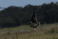 Gallinago nigripennis