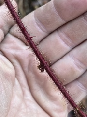 Rubus phoenicolasius