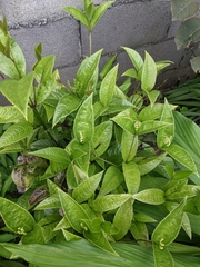 Chloranthus