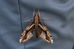 Xylophanes crenulata