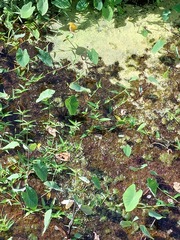 Lemna aequinoctialis