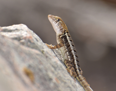 Sceloporus utiformis