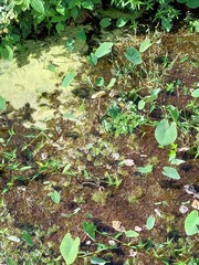 Lemna aequinoctialis