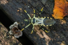 Armillatus