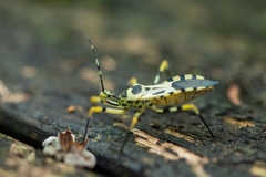 Armillatus