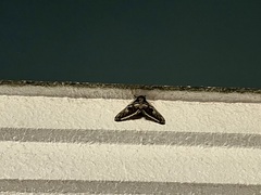Saturnia pyretorum