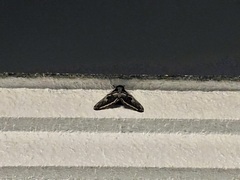 Saturnia pyretorum