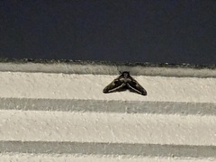 Saturnia pyretorum