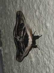 Saturnia pyretorum