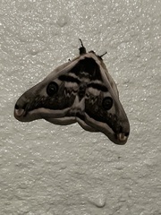 Saturnia pyretorum