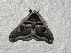 Saturnia pyretorum