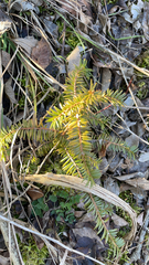 Taxus canadensis