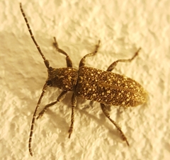 Apomecyna atomaria