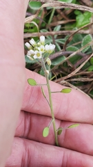 Tomostima platycarpa