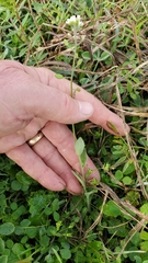 Tomostima platycarpa