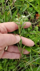 Tomostima platycarpa