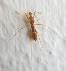 Saicinae