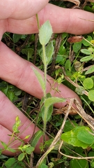 Tomostima platycarpa
