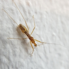 Saicinae