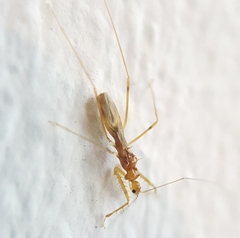 Saicinae