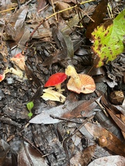 Hygrocybe laetissima