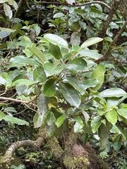 Laurus novocanariensis