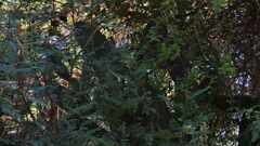 Erythrostemon gilliesii